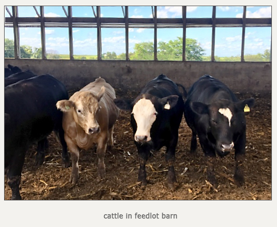 cattle in feedlot barn