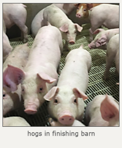 hogs in finishing barn