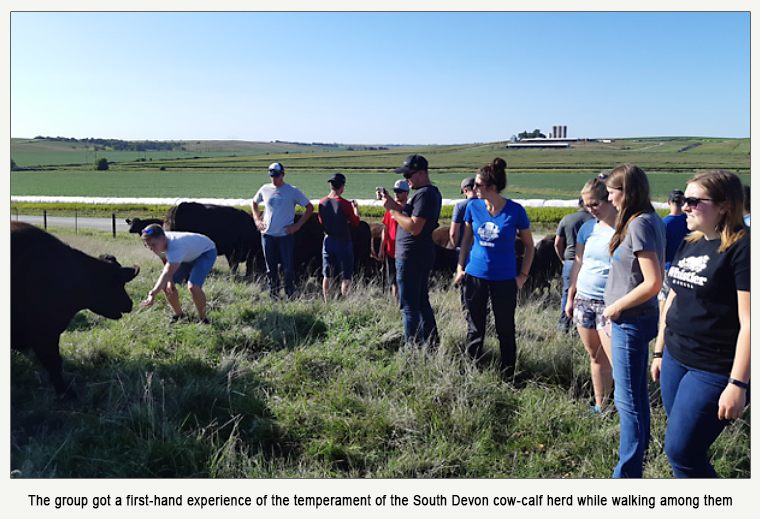 The group got a first-hand experience of the temperament of the South Devon cow-calf herd while walking among them