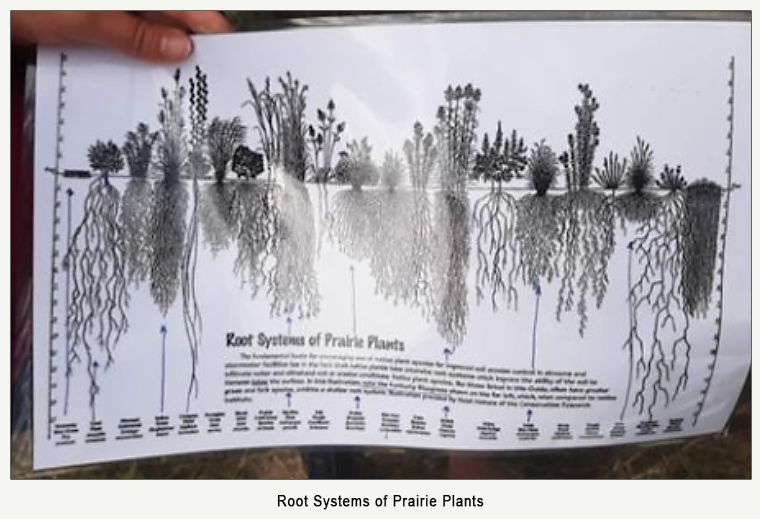 diagraham of Root Systems of Prairie Plants showing root depths and top heights