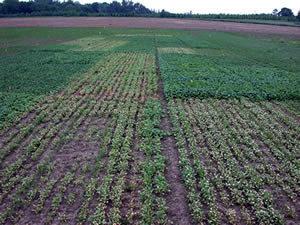 rr canola in corn