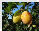Picture of yellow plums