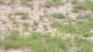Patchy grass grows in the soil