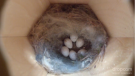 Chickadee bird nest with eggs