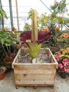 Titan Arum in Bloom June 1, 2015