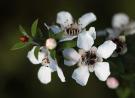  Manuka flowers and native bee image