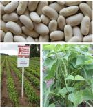 Image of white beans, bean field plot and beans on a vine