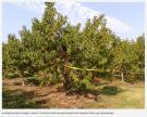 A nectarine tree in Guelph, Ontario. The front of the tree was sprayed with hexanal. Photo: Jay Subramanian
