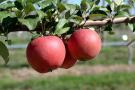 Binet Rouge cider apples