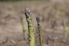 Asparagus growing in the field.