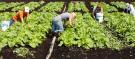 Students in a field of lettuce.