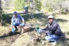 Planting thistles