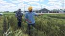 PhD candidate Harwinder Singh Sidhu collecting data in the test plots at the University of Guelph