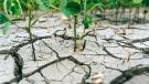 Plants in dry, cracked soil.