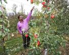 Dr. Jay Subramanian with hexanal treated apple tree