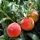 Three ripe peaches in a tree