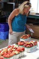 Judging peaches at Vineland