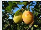 Picture of yellow plums