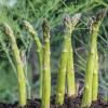 Guelph Millennium asparagus crowns