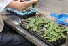 Student planting in the Bovey greenhouse