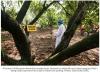 A farmer in India sprays hexanal on mango trees.