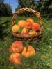 basket of peaches with some on the ground beside