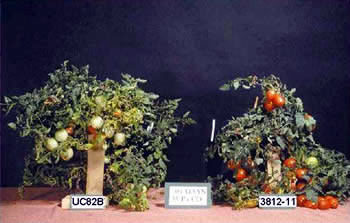 Comparison of tomato plants