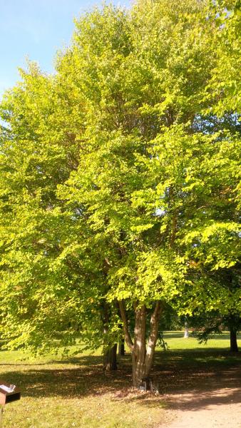 Katsura Tree Image