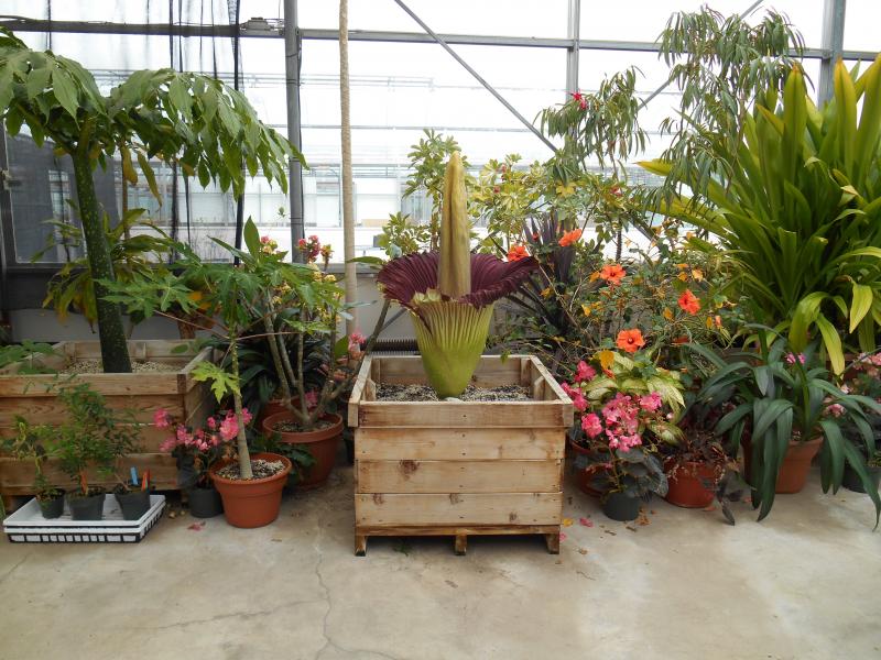 Titan Arum in Bloom - June 1, 2015