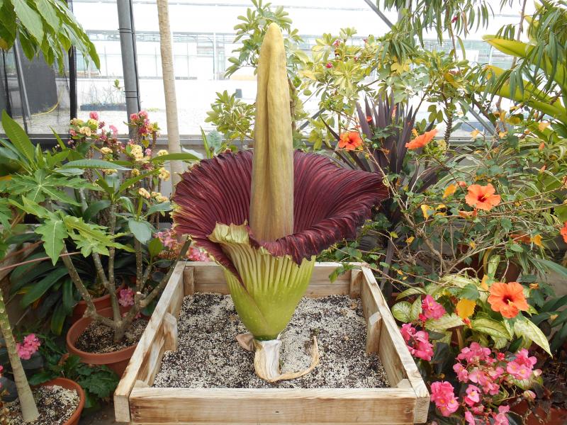 Titan Arum in Bloom - June 1, 2015